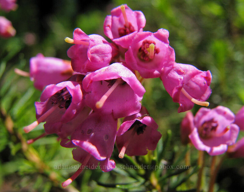 pink mountain heather (Phyllodoce empetriformis) [Pinnacle Ridge Trail, Mt. Hood Wilderness, Hood River County, Oregon]