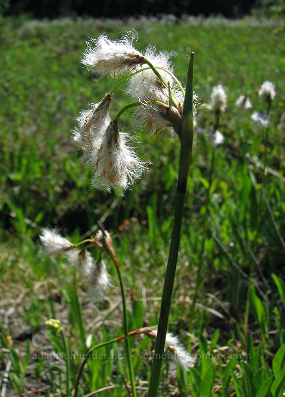cotton-grass (Eriophorum sp.) [Pinnacle Ridge Trail, Mt. Hood Wilderness, Hood River County, Oregon]
