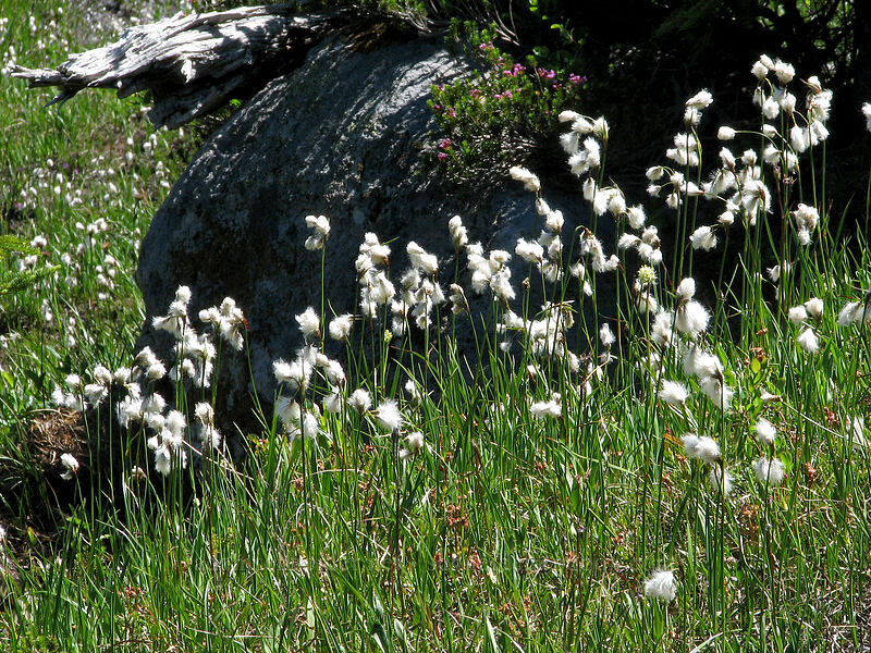 cotton-grass (Eriophorum sp.) [Pinnacle Ridge Trail, Mt. Hood Wilderness, Hood River County, Oregon]