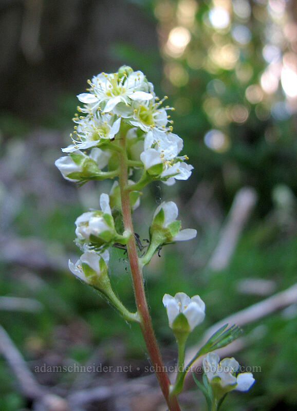 partridgefoot (Luetkea pectinata) [Pinnacle Ridge Trail, Mt. Hood Wilderness, Hood River County, Oregon]