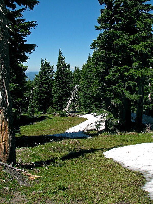 melting snow in a subalpine meadow [Timberline Trail, Mt. Hood Wilderness, Hood River County, Oregon]