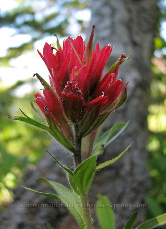 magenta paintbrush (Castilleja parviflora var. oreopola) [Timberline Trail, Mt. Hood Wilderness, Hood River County, Oregon]