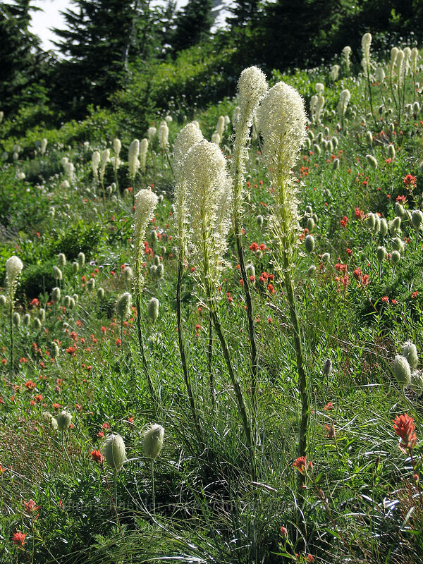 beargrass, pasqueflower, & paintbrush (Xerophyllum tenax, Anemone occidentalis (Pulsatilla occidentalis), Castilleja miniata) [Above Elk Cove, Mt. Hood Wilderness, Hood River County, Oregon]