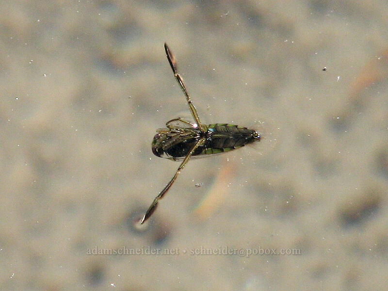 common backswimmer (Notonecta sp.) [Dollar Lake, Mt. Hood Wilderness, Hood River County, Oregon]