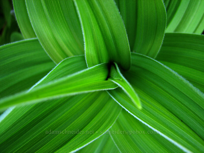 false hellebore (corn lily) leaves (Veratrum viride var. eschscholtzianum (Veratrum eschscholtzii)) [North of Dollar Lake, Mt. Hood Wilderness, Hood River County, Oregon]