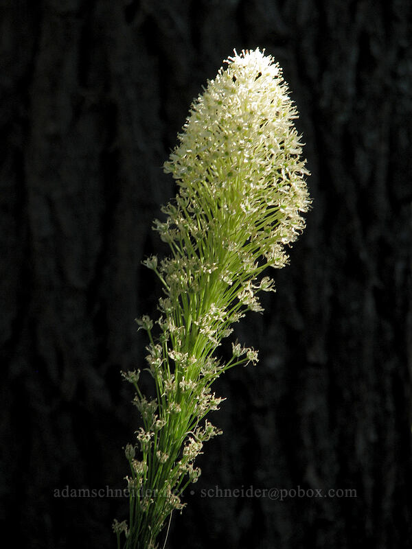 beargrass (Xerophyllum tenax) [Pinnacle Ridge Trail, Mt. Hood Wilderness, Hood River County, Oregon]