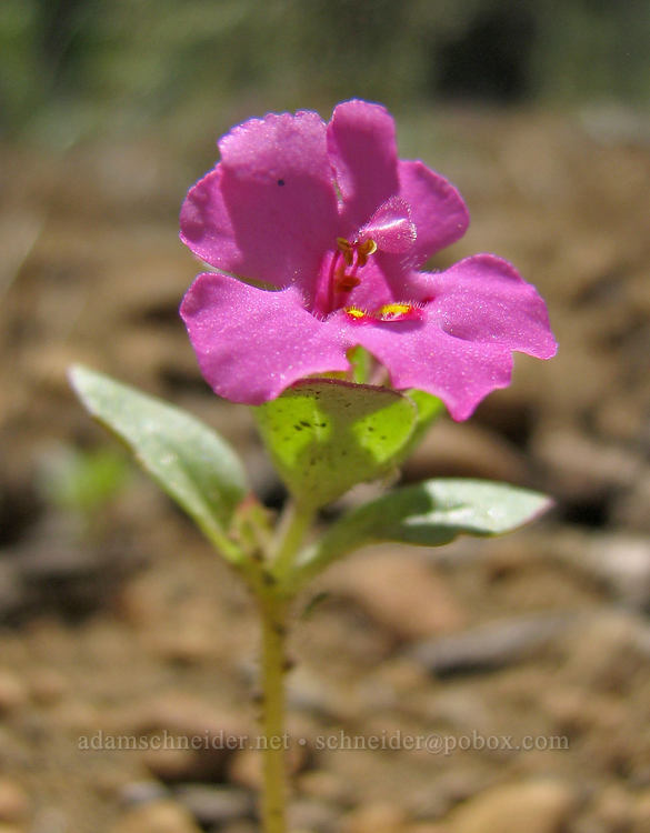 Deschutes monkeyflower (Diplacus deschutesensis (Mimulus cusickii)) [Tollgate, Sisters, Deschutes County, Oregon]
