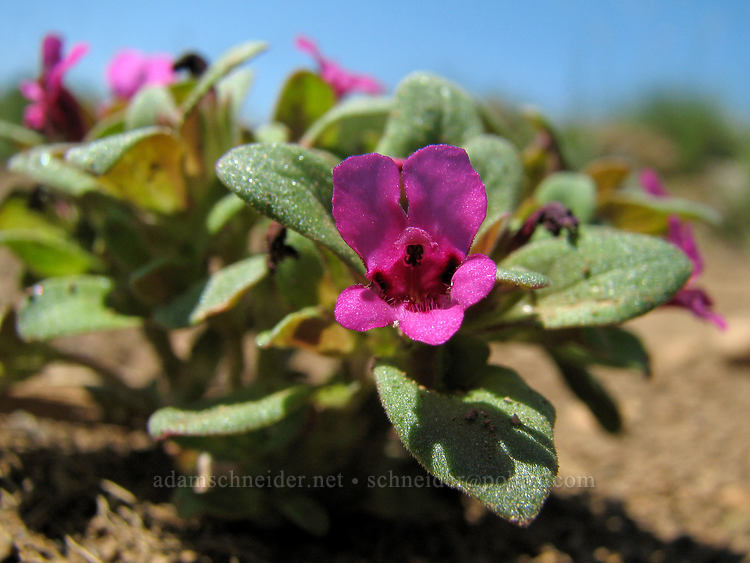 dwarf purple monkeyflower (Diplacus nanus (Mimulus nanus)) [Sisters High School, Sisters, Deschutes County, Oregon]
