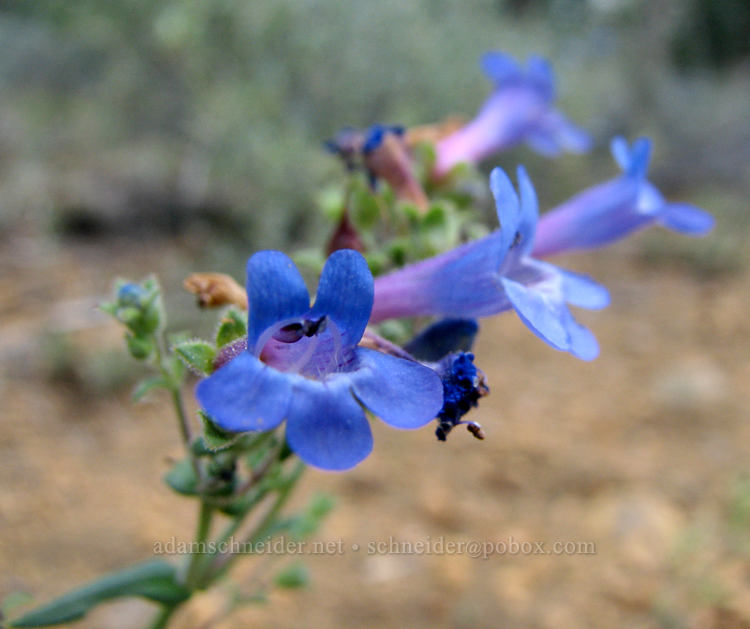 lowly penstemon (Penstemon humilis) [Tollgate, Sisters, Deschutes County, Oregon]