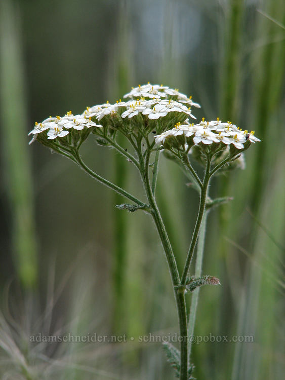 yarrow (Achillea millefolium) [Tollgate, Sisters, Deschutes County, Oregon]