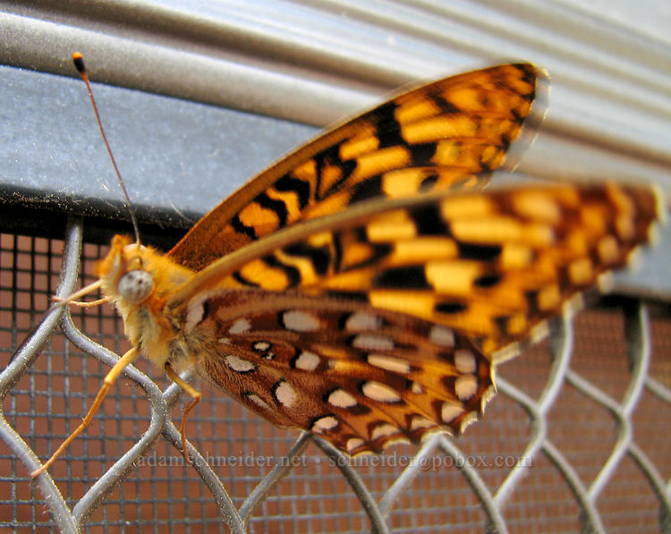 fritillary butterfly (Speyeria sp.) [Tollgate, Sisters, Deschutes County, Oregon]