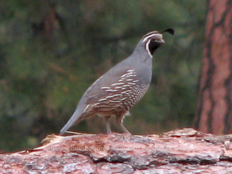 California quail (Callipepla californica) [McKinney Butte Road, Sisters, Deschutes County, Oregon]