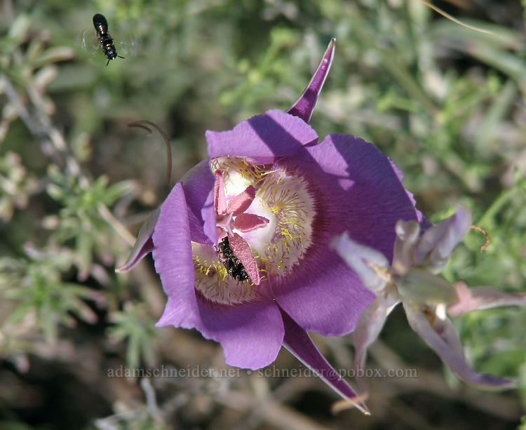 green-banded (sagebrush) mariposa lily (Calochortus macrocarpus) [Rim Trail, Smith Rock State Park, Deschutes County, Oregon]