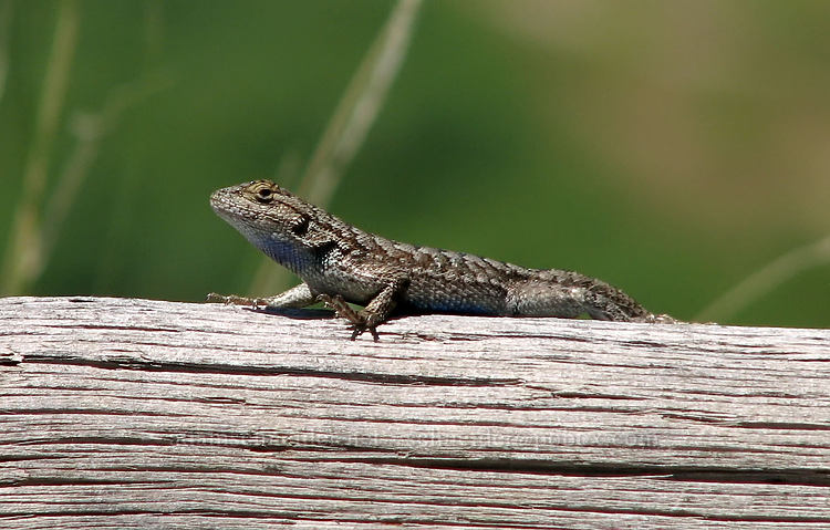 Western fence lizard (Sceloporus occidentalis) [Rim Trail, Smith Rock State Park, Deschutes County, Oregon]
