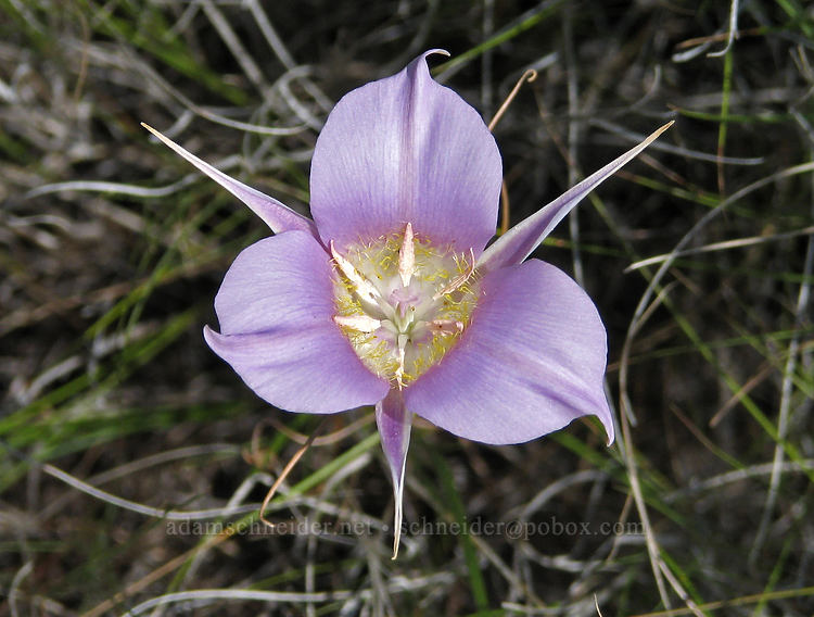 green-banded (sagebrush) mariposa lily (Calochortus macrocarpus) [Rim Trail, Smith Rock State Park, Deschutes County, Oregon]