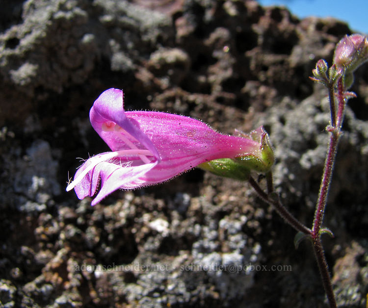 Richardson's penstemon (Penstemon richardsonii) [Rim Trail, Smith Rock State Park, Deschutes County, Oregon]