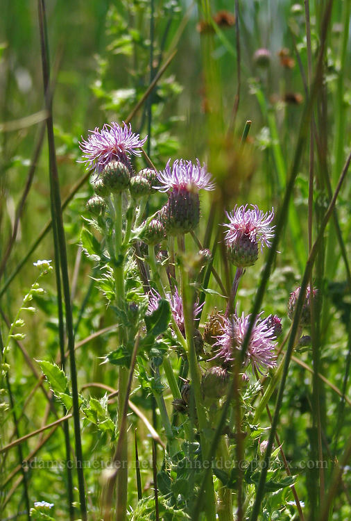 Canada thistle in a marshy area (Cirsium arvense) [Rim Trail, Smith Rock State Park, Deschutes County, Oregon]