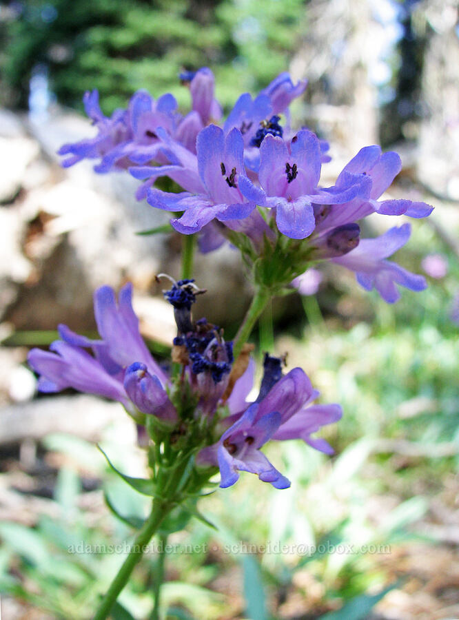 penstemon (Penstemon sp.) [South Climb Trail, Mt. Adams Wilderness, Yakima County, Washington]