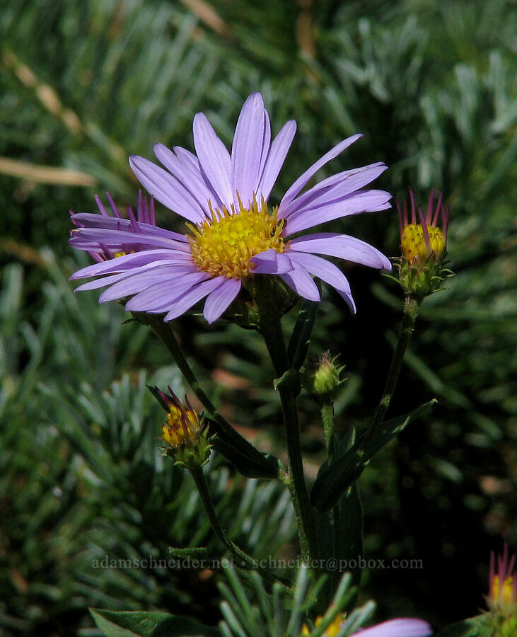 aster [South Climb Trail, Mt. Adams Wilderness, Yakima County, Washington]