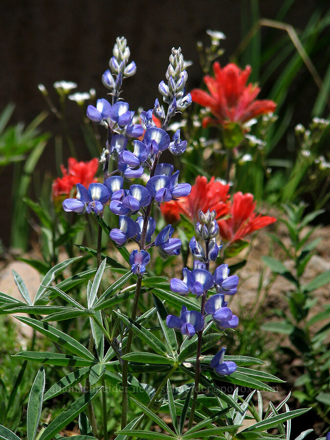 lupine & paintbrush (Lupinus latifolius, Castilleja sp.) [Round-the-Mountain Trail, Mt. Adams Wilderness, Yakima County, Washington]