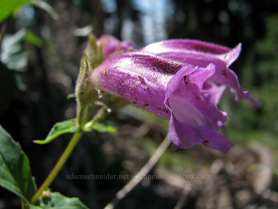 woodland penstemon (turtle-head) (Nothochelone nemorosa) [Round-the-Mountain Trail, Mt. Adams Wilderness, Yakima County, Washington]