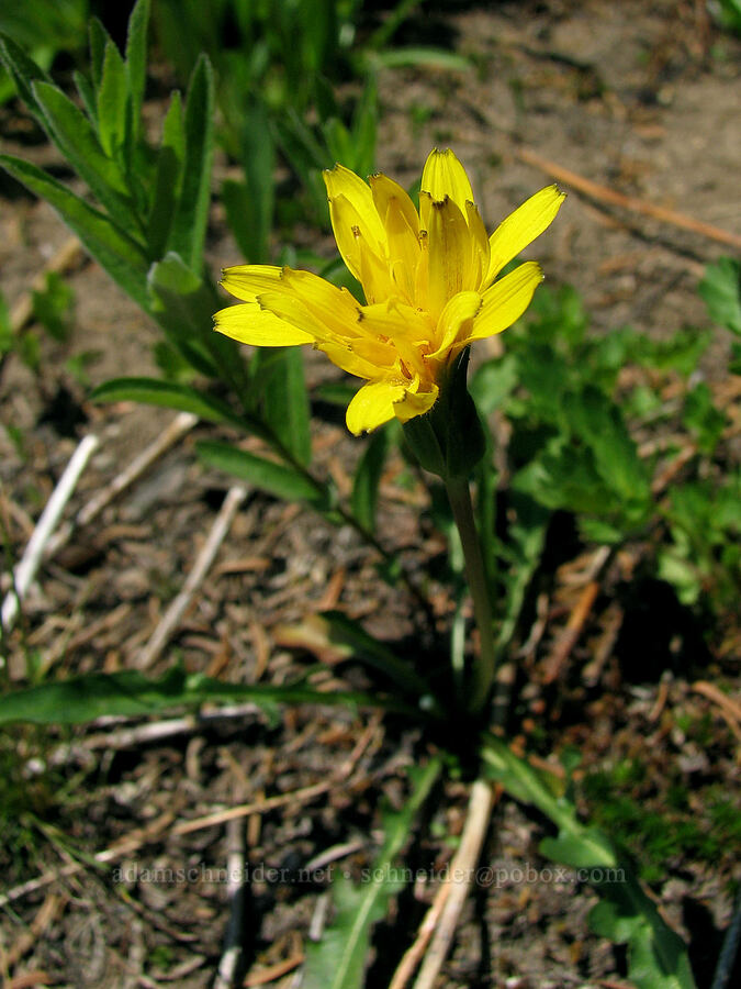 alpine lake agoseris (Nothocalais alpestris (Microseris alpestris)) [Round-the-Mountain Trail, Yakama Reservation, Yakima County, Washington]
