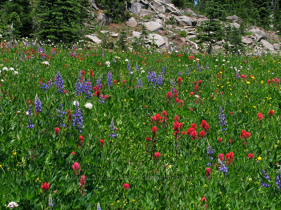 wildflowers (Castilleja parviflora var. oreopola, Lupinus latifolius, Valeriana sitchensis, Potentilla flabellifolia) [Round-the-Mountain Trail, Yakama Reservation, Yakima County, Washington]