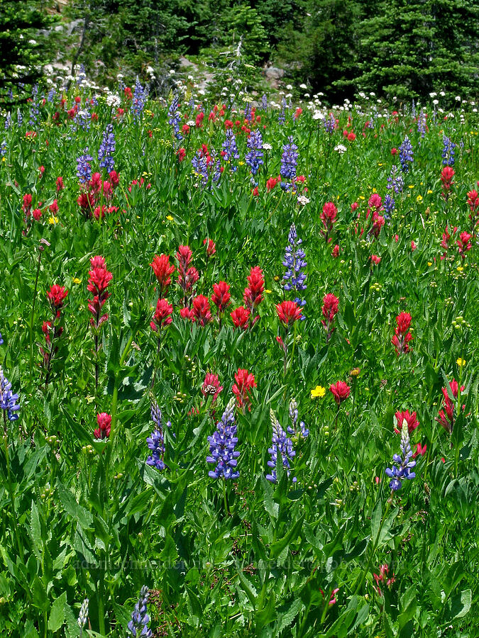 wildflowers (Castilleja parviflora var. oreopola, Lupinus latifolius, Valeriana sitchensis, Potentilla flabellifolia) [Round-the-Mountain Trail, Yakama Reservation, Yakima County, Washington]