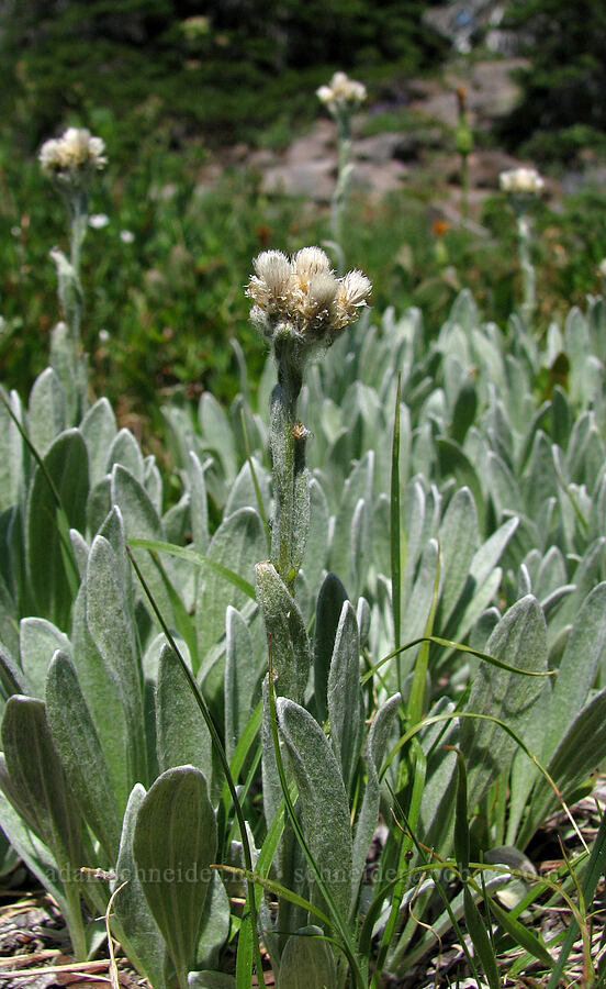 woolly pussytoes (Antennaria lanata) [Round-the-Mountain Trail, Yakama Reservation, Yakima County, Washington]
