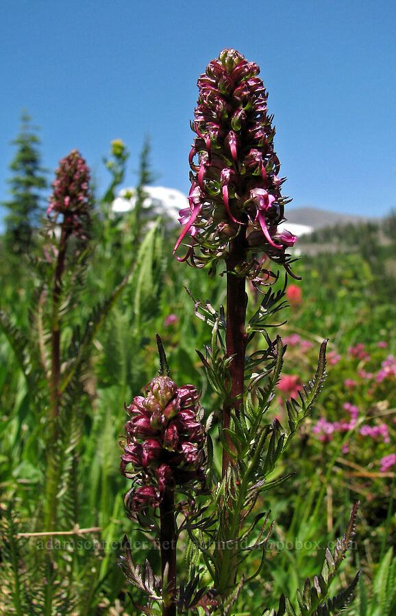 elephant's-head lousewort (Pedicularis groenlandica) [Round-the-Mountain Trail, Yakama Reservation, Yakima County, Washington]