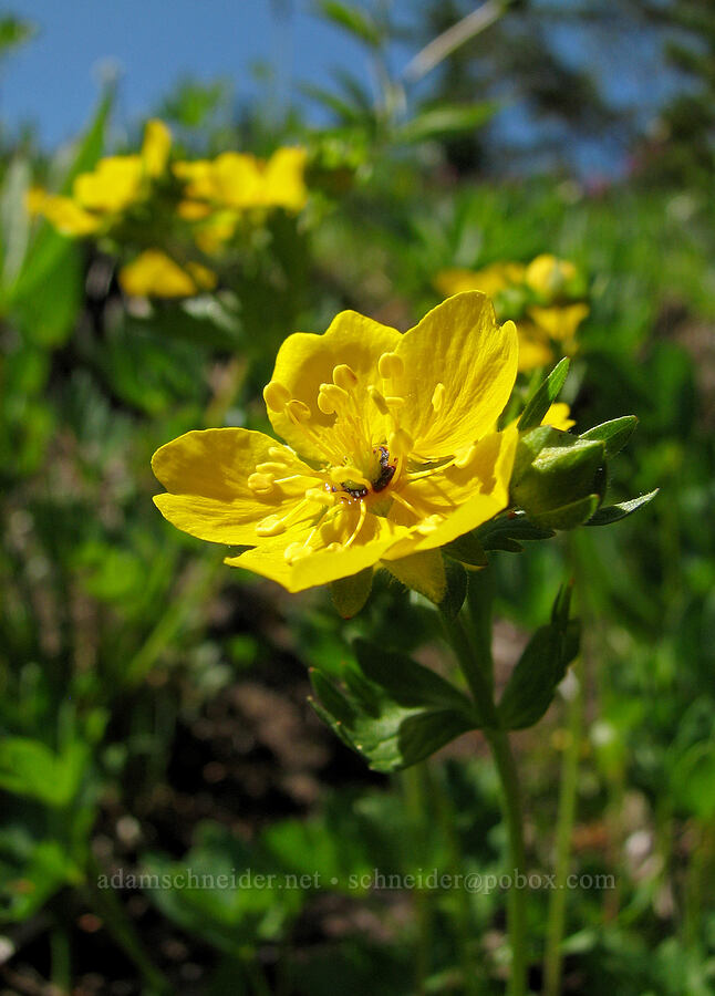 fan-leaf cinquefoil (Potentilla flabellifolia) [Round-the-Mountain Trail, Yakama Reservation, Yakima County, Washington]