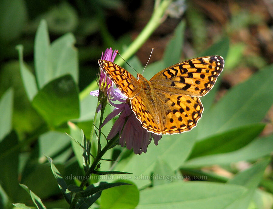 hydaspe fritillary on an aster (Speyeria hydaspe, Aster sp.) [Round-the-Mountain Trail, Yakama Reservation, Yakima County, Washington]