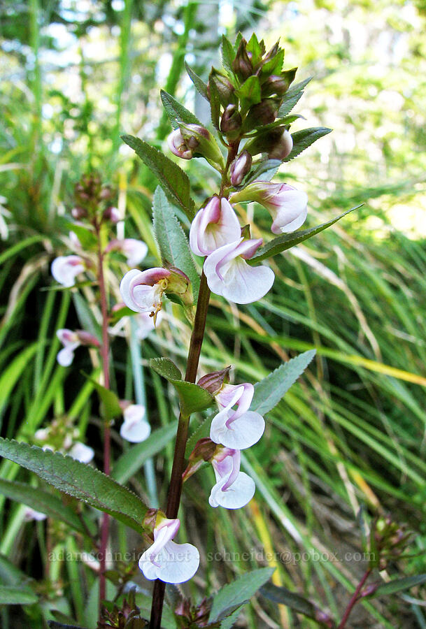 sickletop lousewort (Pedicularis racemosa) [Round-the-Mountain Trail, Yakama Reservation, Yakima County, Washington]