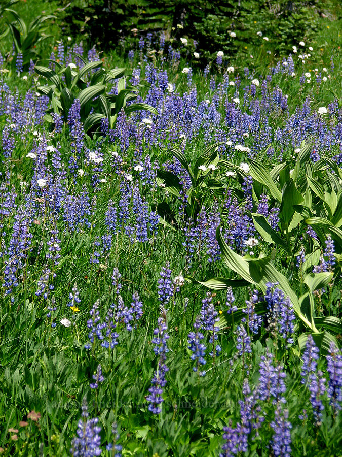 lupines, corn lily, & Sitka valerian (Lupinus latifolius, Veratrum viride var. eschscholtzianum (Veratrum eschscholtzii), Valeriana sitchensis) [Round-the-Mountain Trail, Yakama Reservation, Yakima County, Washington]