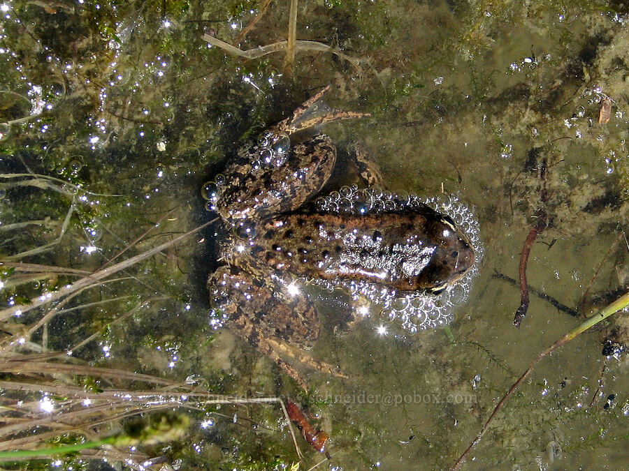Cascades frog (Rana cascadae) [Round-the-Mountain Trail, Yakama Reservation, Yakima County, Washington]