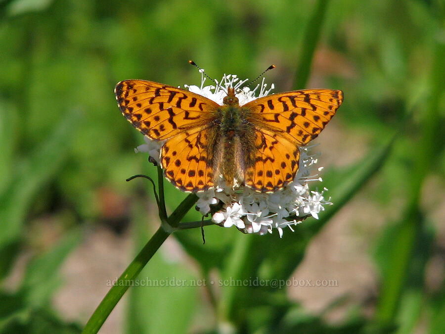 fritillary butterfly on Sitka valerian (Speyeria sp., Valeriana sitchensis) [Bird Creek Meadows, Yakama Reservation, Yakima County, Washington]