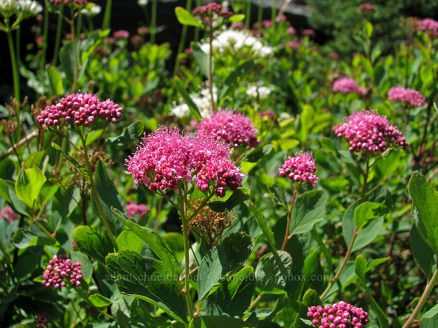 rosy spirea (Spiraea densiflora (Spiraea splendens)) [Bird Creek Meadows, Yakama Reservation, Yakima County, Washington]