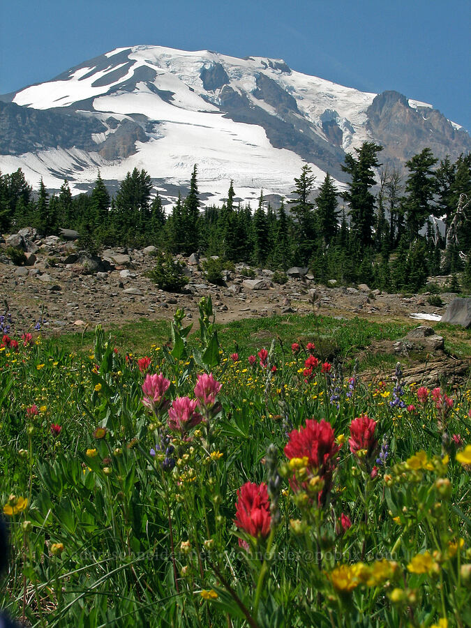 Mount Adams & wildflowers (Castilleja parviflora var. oreopola, Potentilla sp., Senecio triangularis, Lupinus latifolius) [Bird Creek Meadows, Yakama Reservation, Yakima County, Washington]