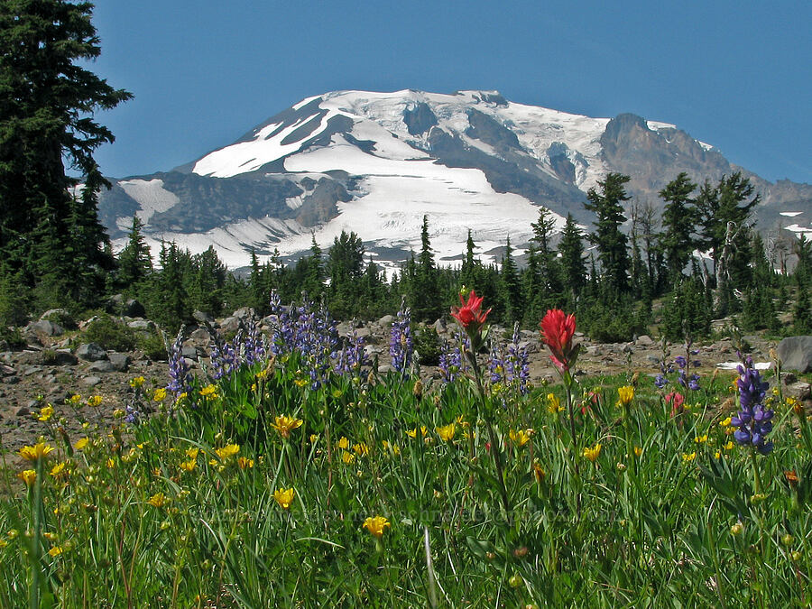 Mount Adams & wildflowers (Castilleja parviflora var. oreopola, Lupinus latifolius, Potentilla sp., Nothocalais alpestris (Microseris alpestris)) [Bird Creek Meadows, Yakama Reservation, Yakima County, Washington]