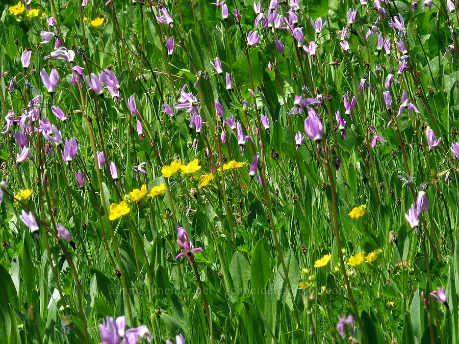 shooting stars & cinquefoil (Dodecatheon alpinum (Primula tetrandra), Potentilla sp.) [Bird Creek Meadows, Yakama Reservation, Yakima County, Washington]