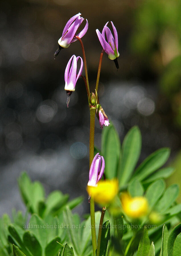 alpine shooting stars (Dodecatheon alpinum (Primula tetrandra)) [Round-the-Mountain Trail, Yakama Reservation, Yakima County, Washington]