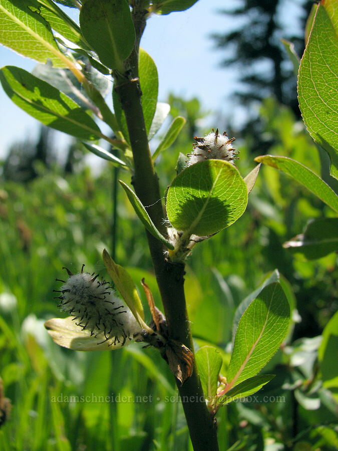 some kind of willow (Salix sp.) [Round-the-Mountain Trail, Yakama Reservation, Yakima County, Washington]
