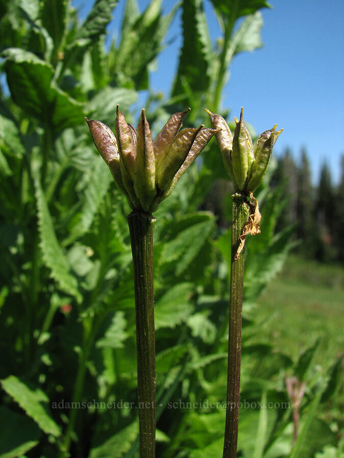 marsh marigold seedpods (Caltha sp.) [Round-the-Mountain Trail, Yakama Reservation, Yakima County, Washington]