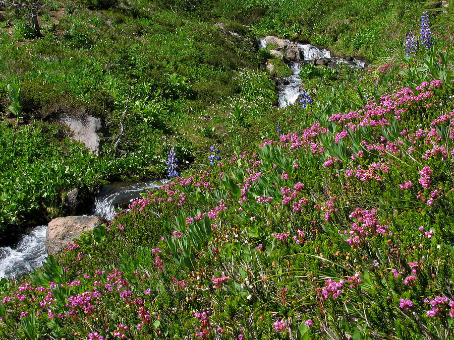 pink mountain heather (Phyllodoce empetriformis) [Round-the-Mountain Trail, Yakama Reservation, Yakima County, Washington]