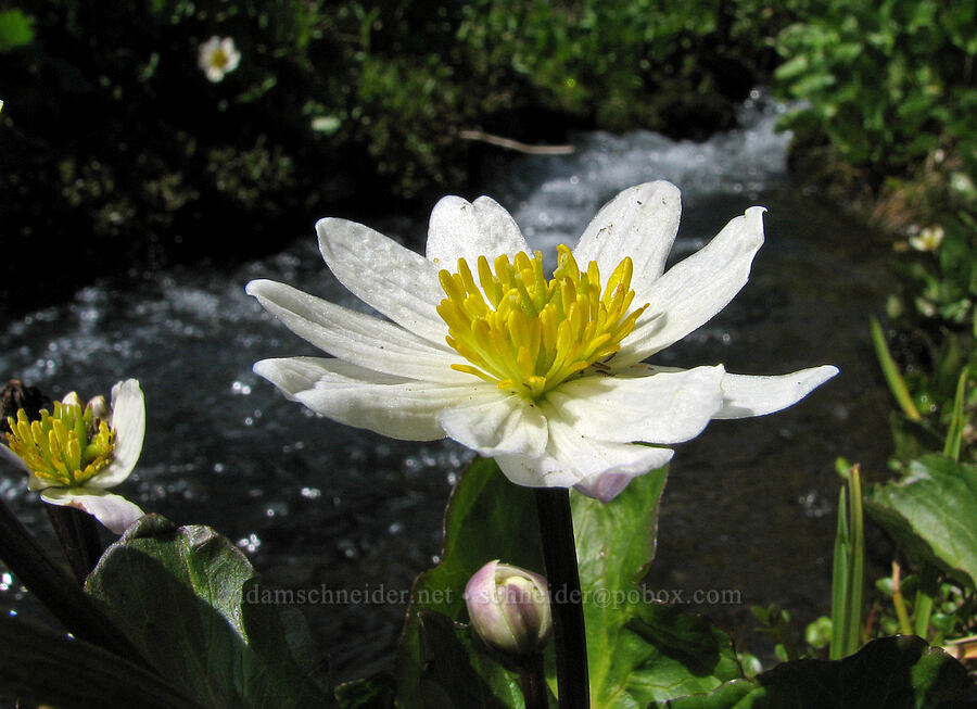white marsh-marigold (Caltha sp.) [Round-the-Mountain Trail, Yakama Reservation, Yakima County, Washington]
