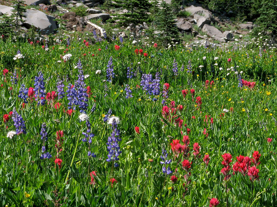 wildflowers (Lupinus latifolius, Castilleja parviflora var. oreopola, Valeriana sitchensis, Potentilla sp.) [Round-the-Mountain Trail, Yakama Reservation, Yakima County, Washington]