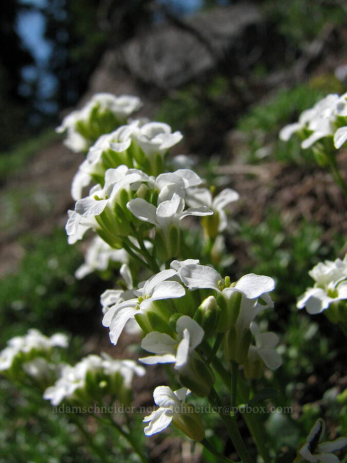 Cascade rock-cress (Arabis furcata) [Round-the-Mountain Trail, Mt. Adams Wilderness, Yakima County, Washington]