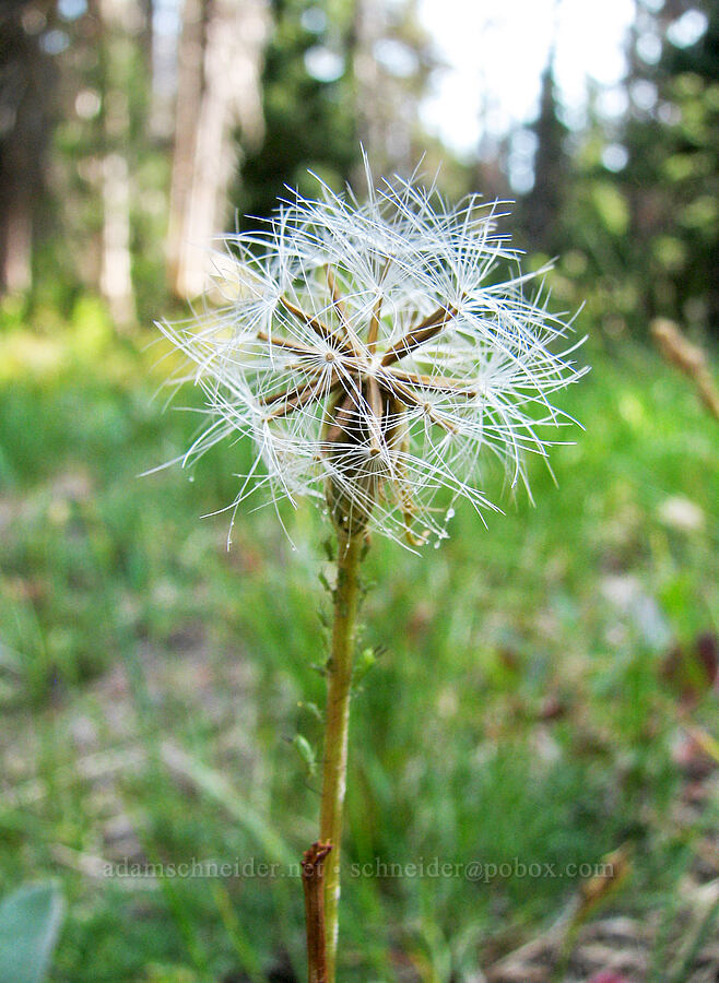 composite seedhead [South Climb Trail, Mt. Adams Wilderness, Yakima County, Washington]