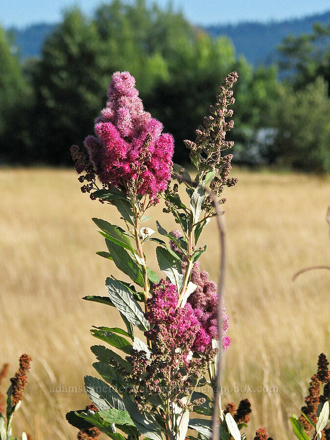 hardhack (Douglas' spirea) (Spiraea douglasii) [Mt. Adams Road, Trout Lake, Klickitat County, Washington]