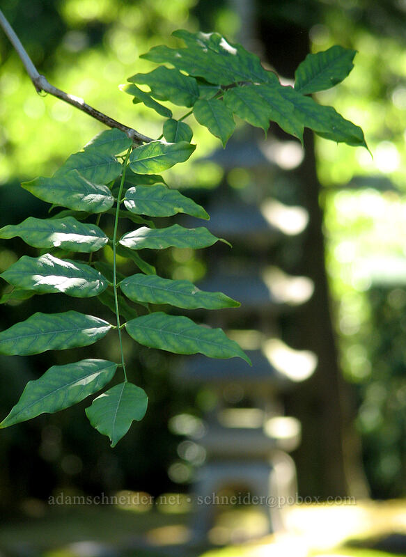 leaves & pagoda [Portland Japanese Garden, Portland, Multnomah County, Oregon]